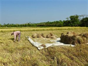 Rice farmer harvesting - Phong Dien, Mekong Delta, Vietnam. Photo by Shanti Cantrelle © Feb. 2016
