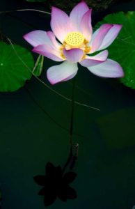 Best lotus-reflections-Yangshuo, China 2015.